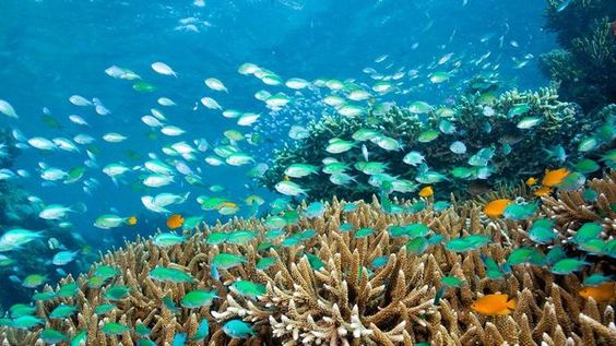 Bali plongée sous-marine, une expérience hors du commun