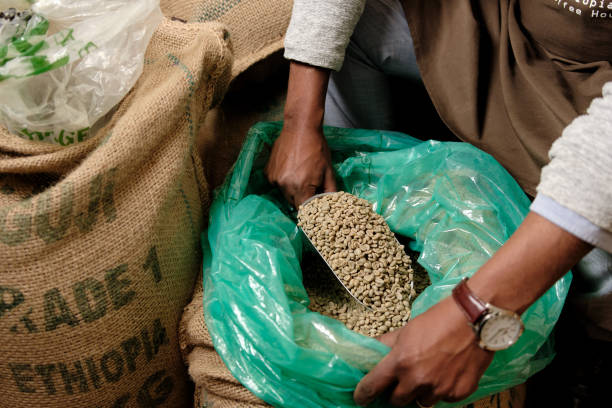 Fresh coffee beans sourced from Ethiopia