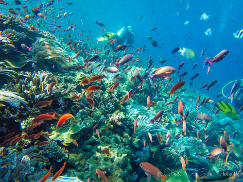 komodo diving